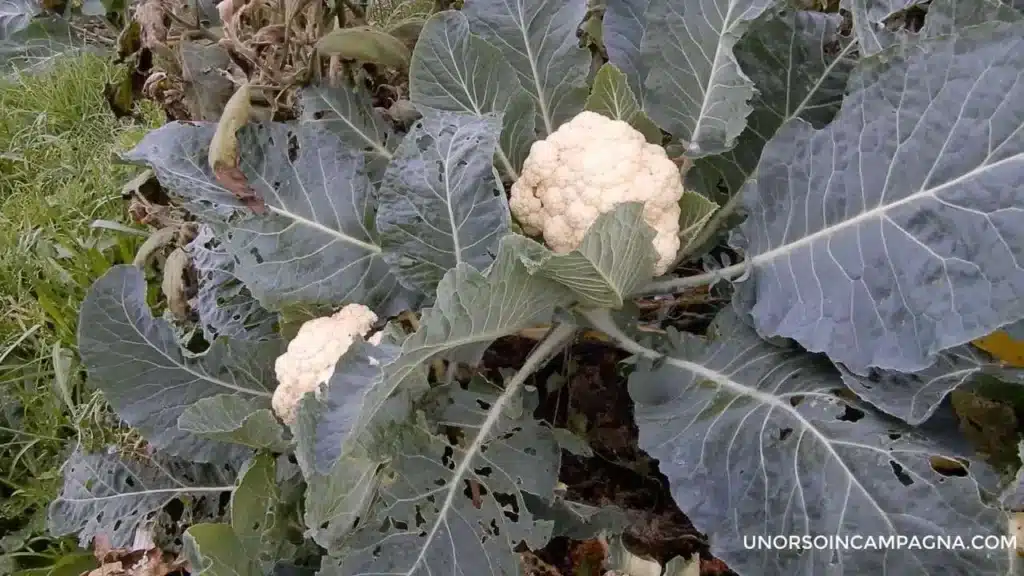 Come si coltivano i cavolfiori? Ecco 6 preziosi consigli 4 Cavolfiore 4.jpg 1