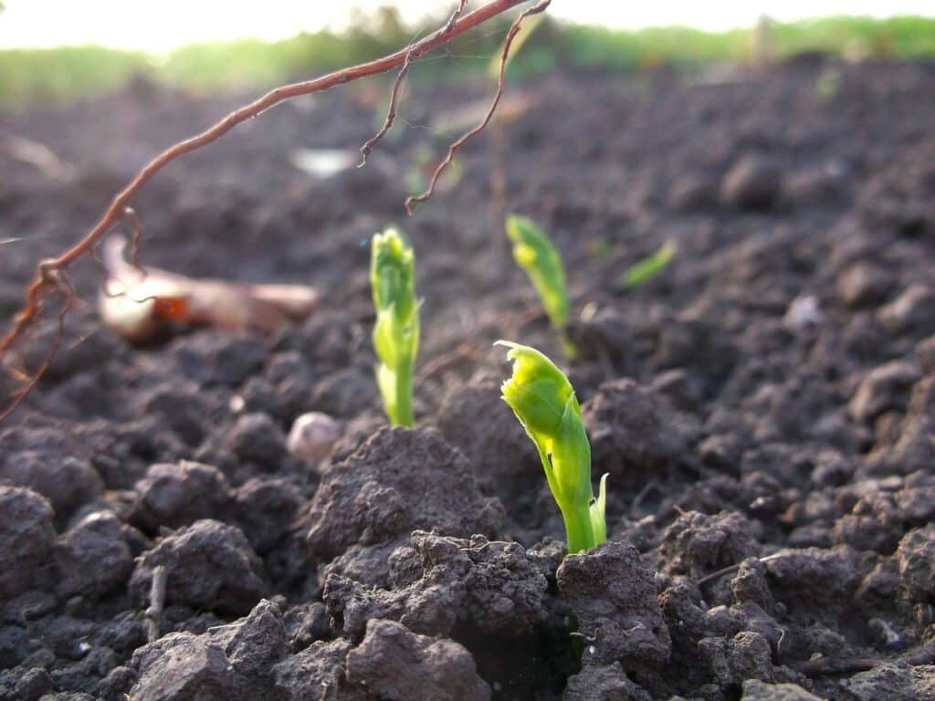 Come coltivare i piselli nell'orto. 3 errori da evitare! 8 Come coltivare i piselli 11