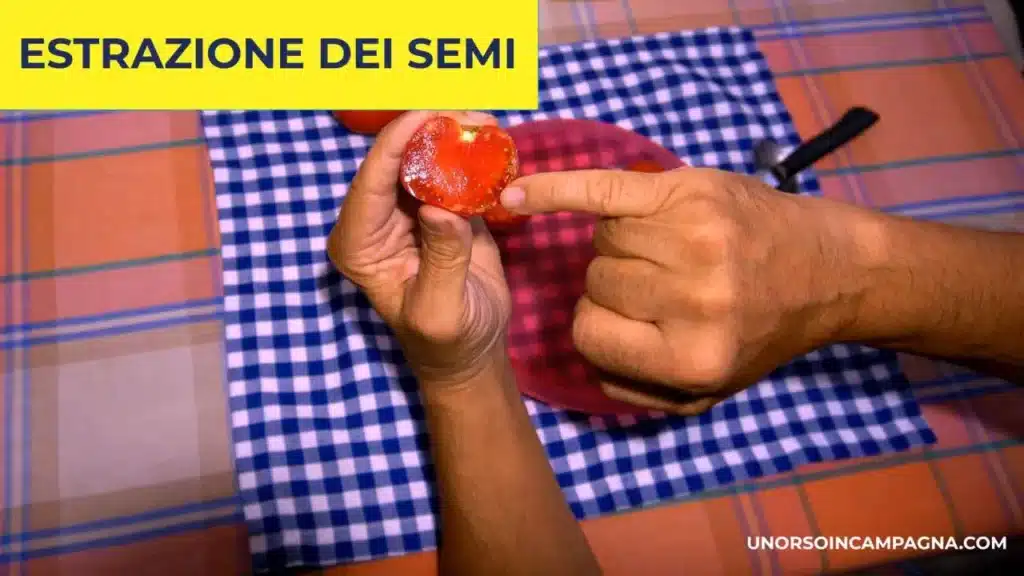 Come conservare i semi di Pomodoro 2 Come conservare i semi di Pomodoro
