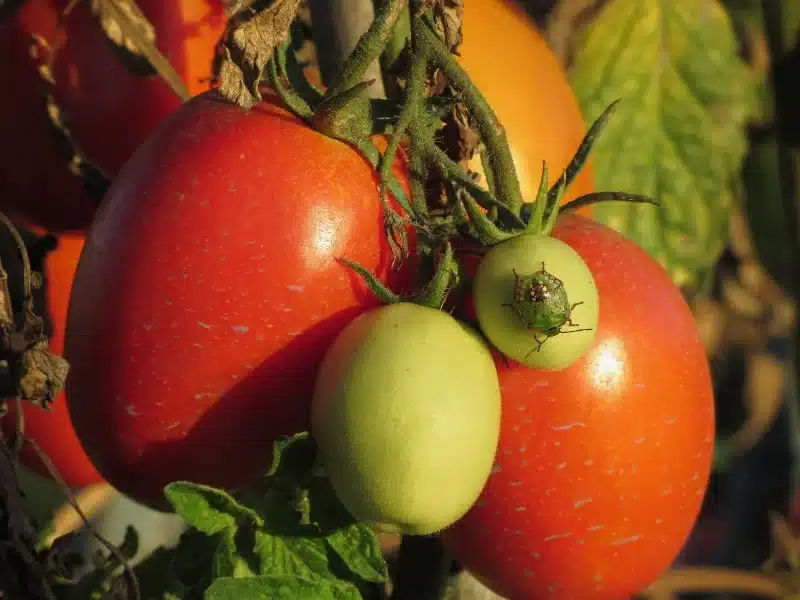 Come prevenire le cimici sui pomodori 3 Come prevenire le cimici sui pomodori