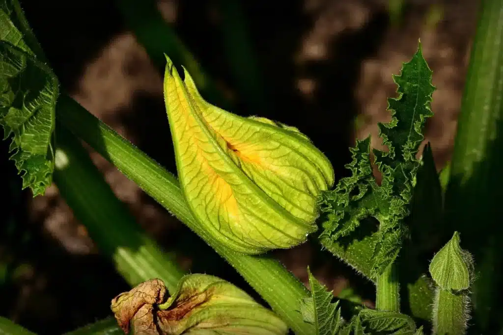Come coltivare le zucchine. 5 consigli! 12 coltivazione delle zucchine 1.jpg
