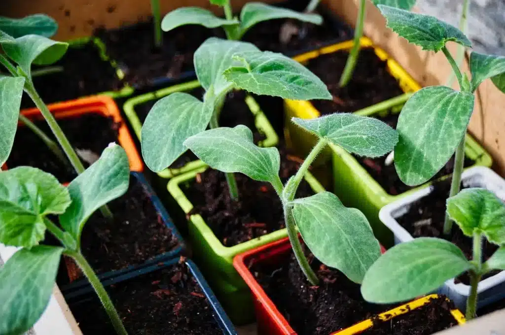 Come coltivare le zucchine. 5 consigli! 2 Come coltivare le zucchine