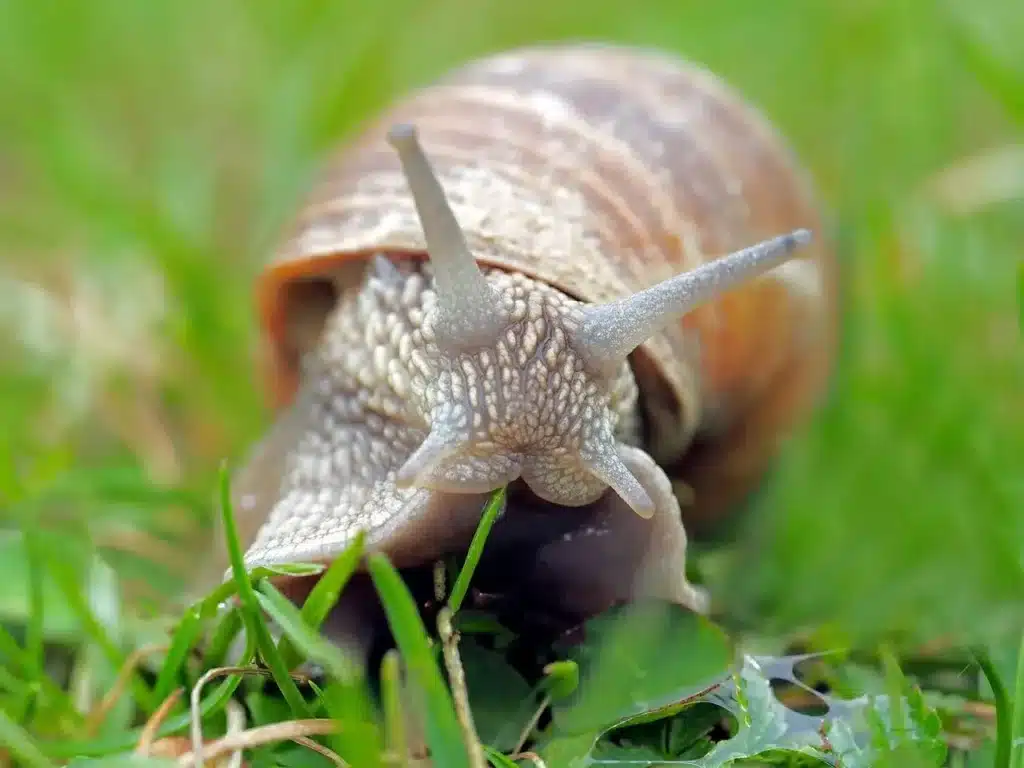Lumache e limacce nell’orto? 5 metodi per allontanarle! 1 come eliminare le lumache nellorto 4.jpg