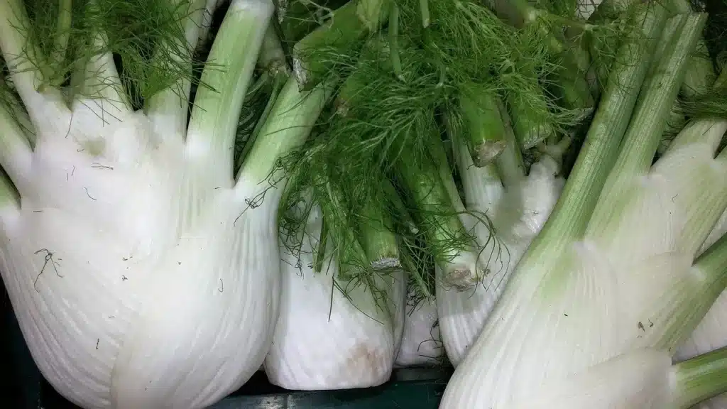 Rincalzare i finocchi: guida alla tecnica dell'imbianchimento! 1 fennel 1614693 1280.jpg