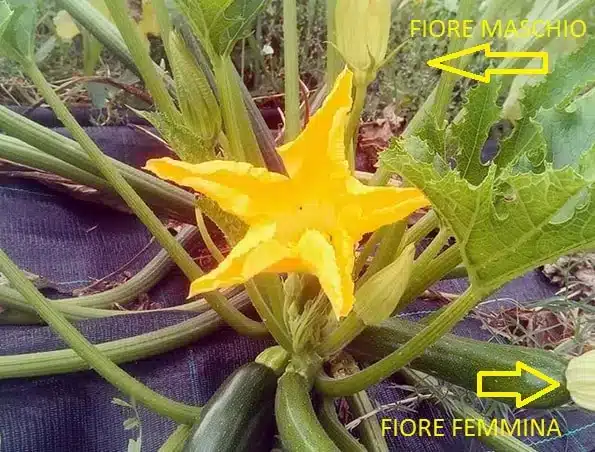 Come coltivare le zucchine. 5 consigli! 13 Come riconoscere i fiori femmina ed i fiori maschi delle zucchine
