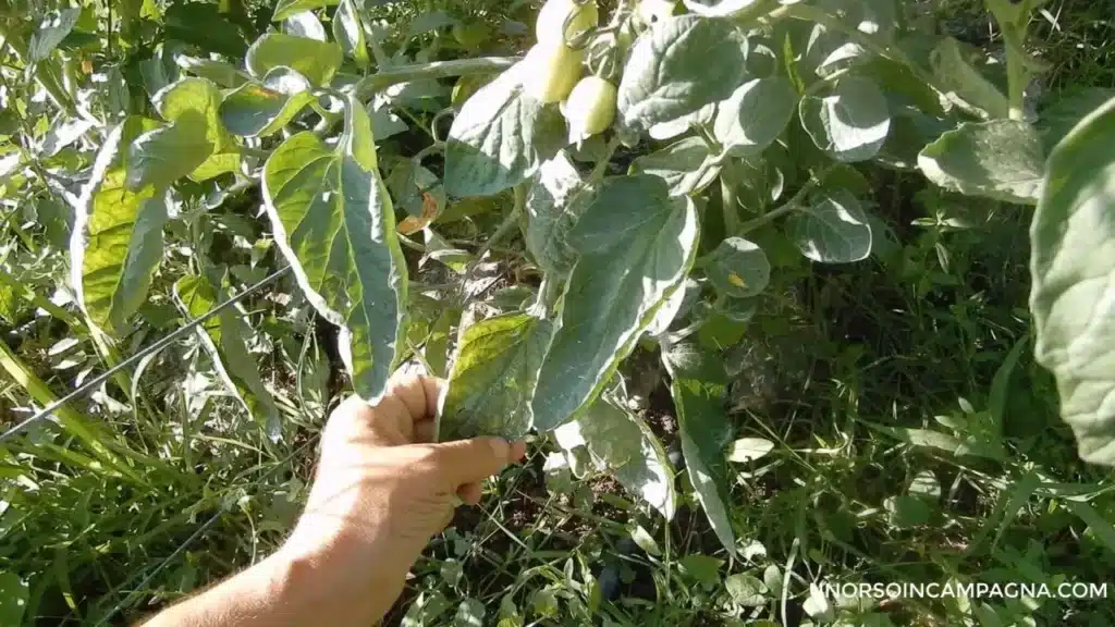 Pomodori colpiti dalla peronospora: cosa fare? 3 Pomodori colpiti dalla peronospora: scopri cosa fare!
