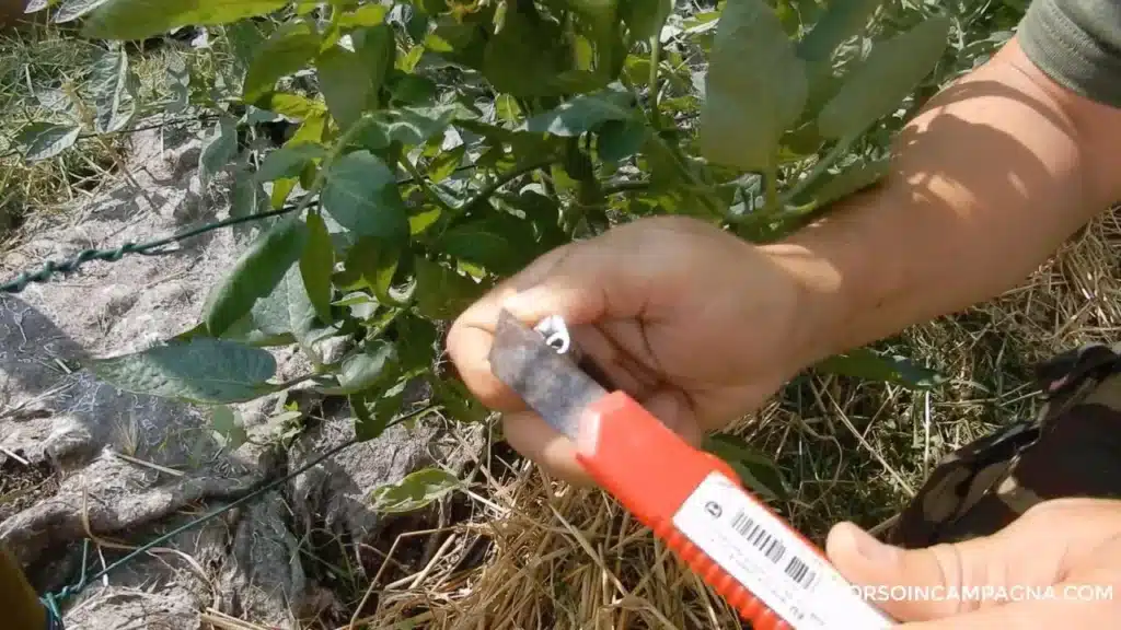 Pomodori colpiti dalla peronospora: cosa fare? 1 foglie dei pomodori con la peronospora cosa fare disinfettare le lame.jpg