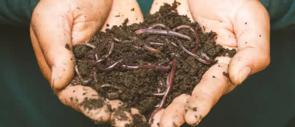Come ottenere un orto da favola con l'humus di lombrico 3 humus 3