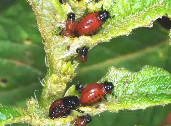 Bacillus thuringiensis. Addio cavolaia! 2 larva di dorifora della patata.jpg