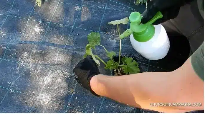 Come coltivare le zucchine. 5 consigli! 10 macerato pomodoto lotta afidi 5 696x389.jpg