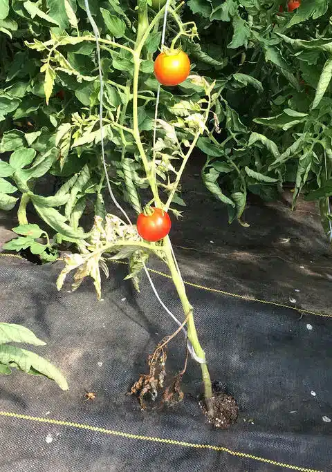 Marciume del colletto del pomodoro: cause, sintomi e soluzioni 1 marciume del colletto del pomodoro 2.jpg