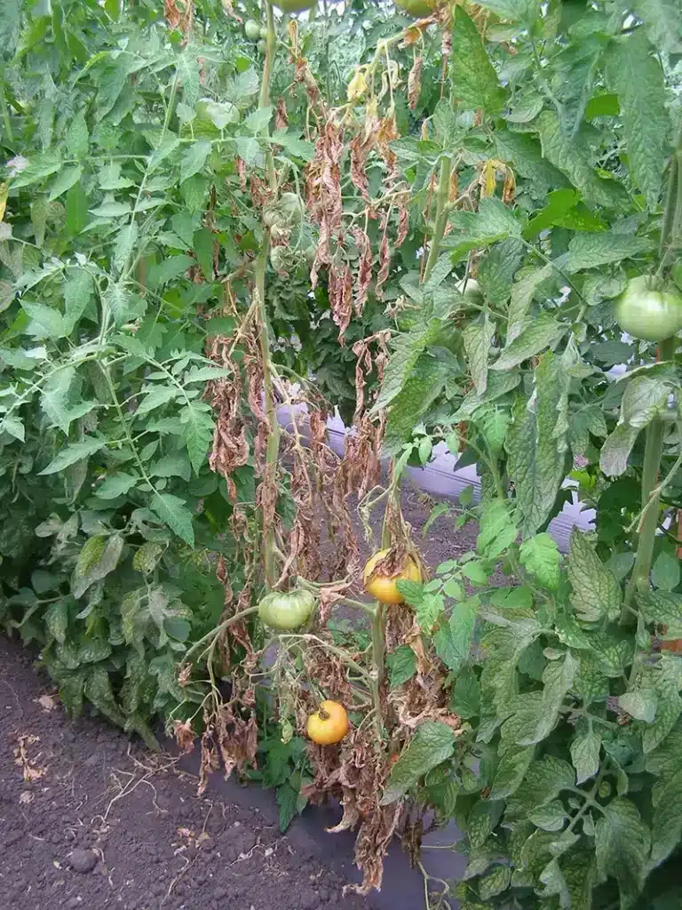 Marciume del colletto del pomodoro: cause, sintomi e soluzioni 3 marciume del colletto del pomodoro 3.jpg