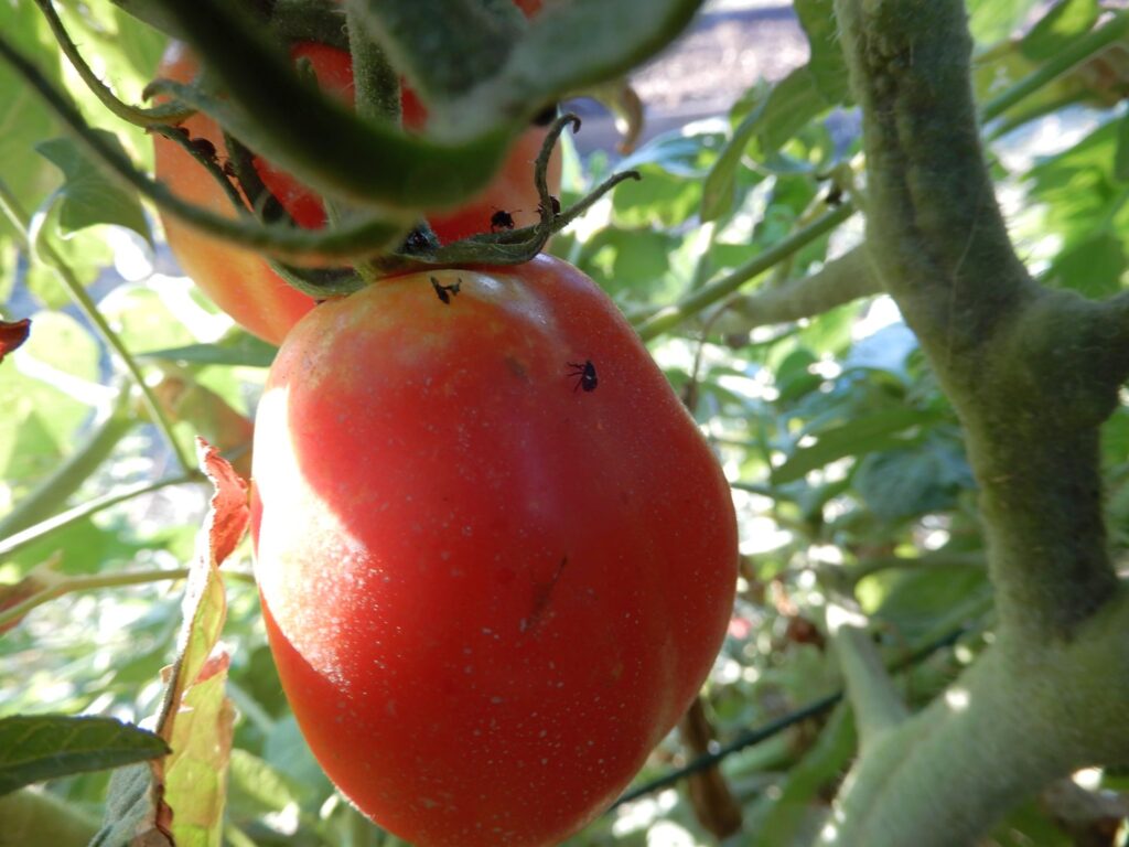 Come prevenire le cimici sui pomodori 5 neanidi cimici sui pomodori 2 1024x768 1