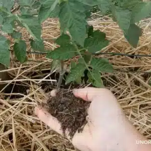 pacciamatura dei pomodori con la paglia