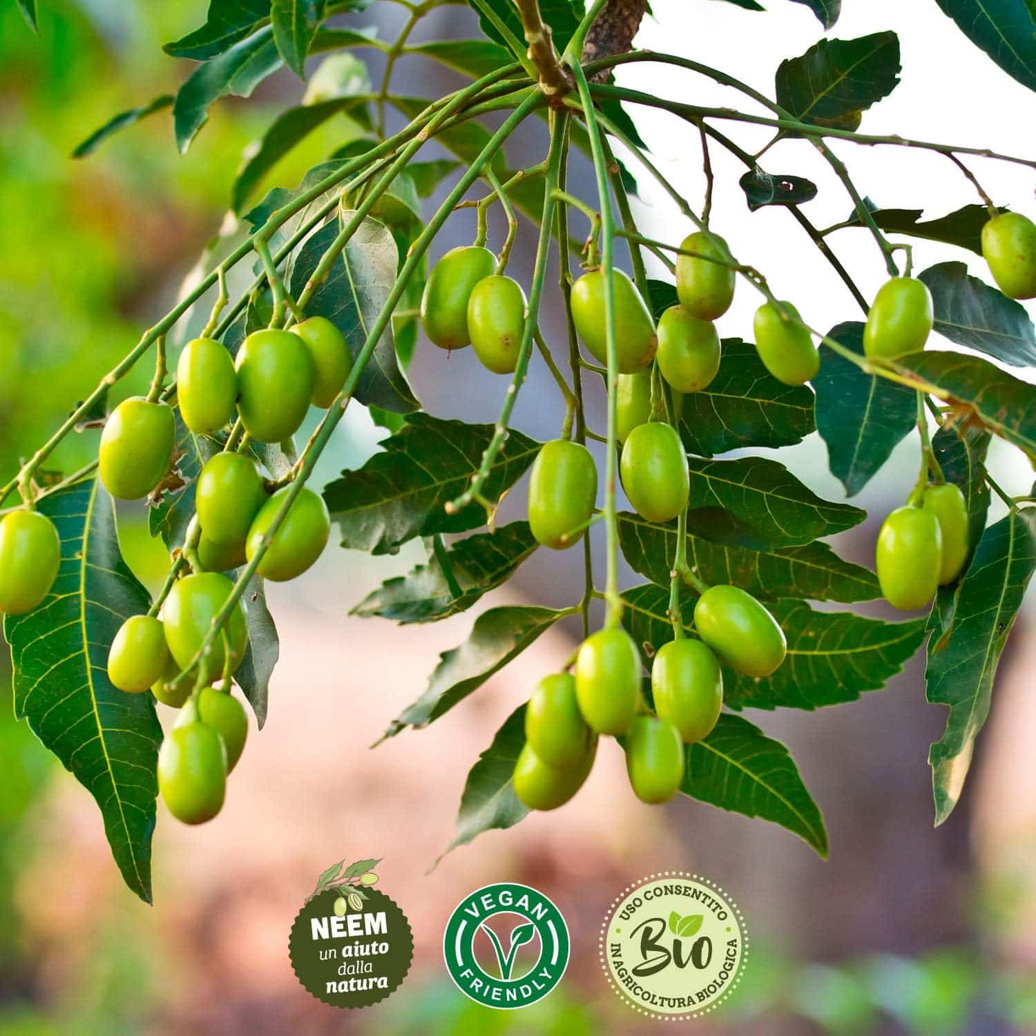 Wesentlich Olio Di Neem Con Emulsionante 500 Ml – Pronto All'Uso Per Piante – Spremuto A Freddo