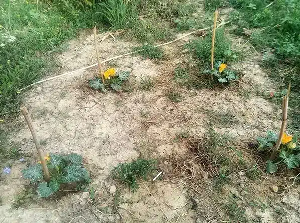 Come coltivare le zucchine. 5 consigli! 5 sesto dimpianto zucchine.jpg