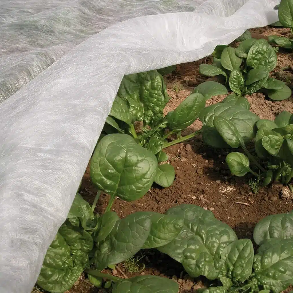 Come si coltivano i cavolfiori? Ecco 6 preziosi consigli 11 tessuto non tessuto per orto.jpg 1