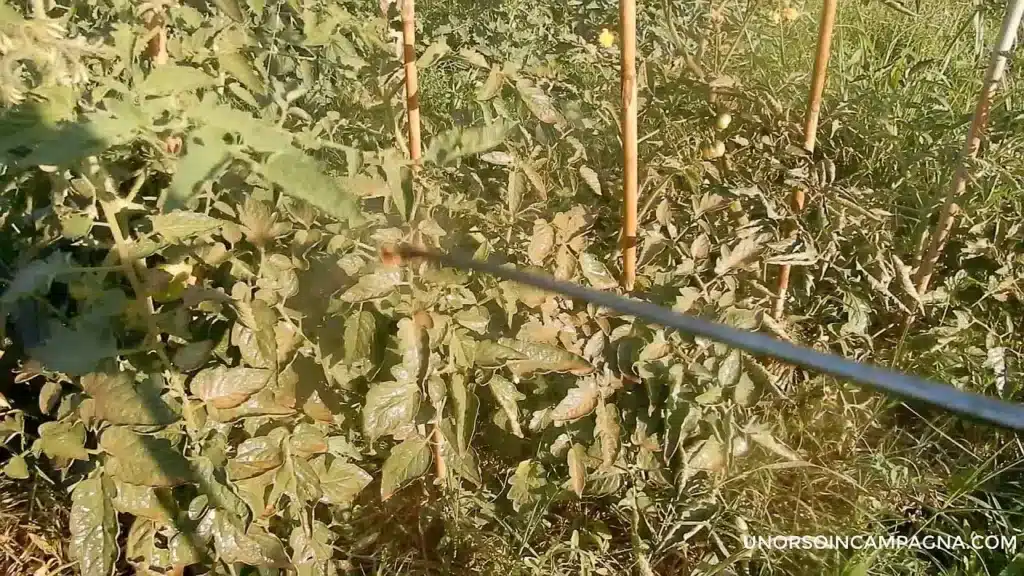 Zeolite per l'orto: la guida completa 10 zeolite irrorazione.jpg