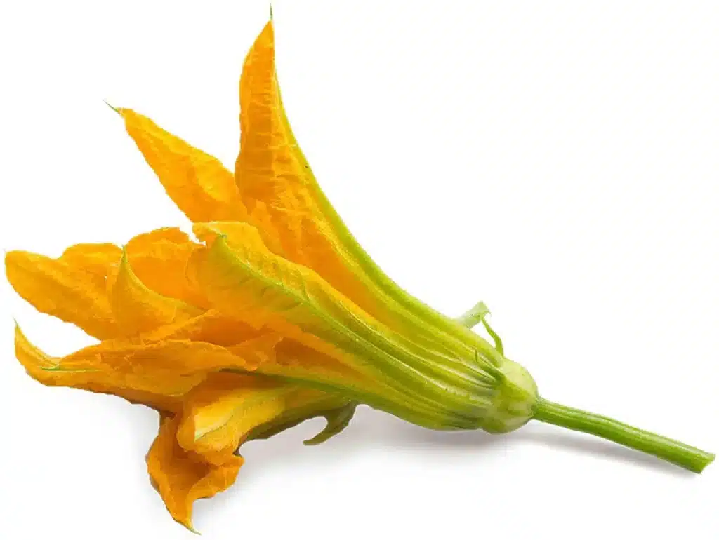 Come coltivare le zucchine. 5 consigli! 9 zucchine da fiore.jpg