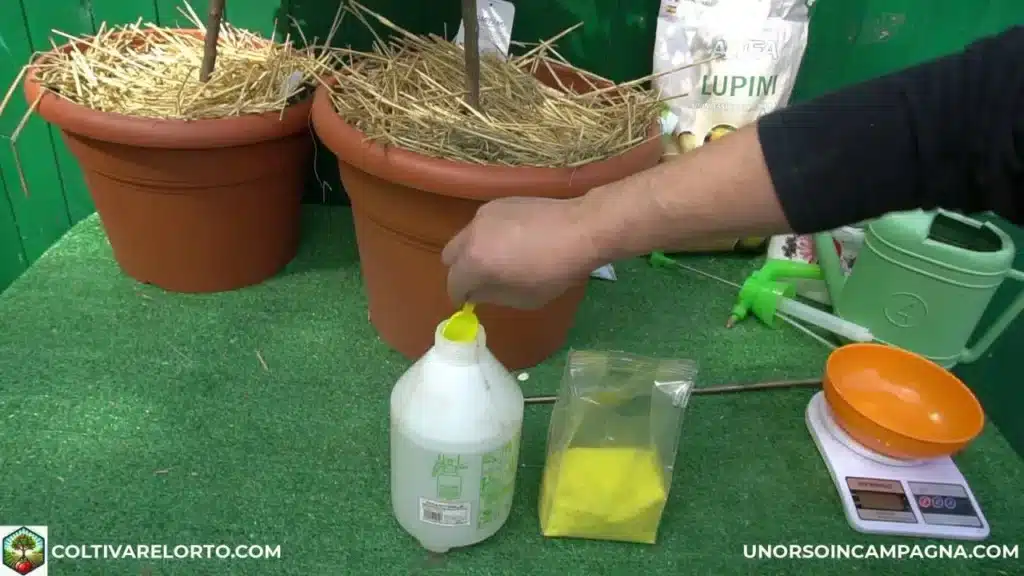 FLORTIS Energy Giallo: il concime completo per agrumi rigogliosi 3 Flortis energy giallo 5.jpg