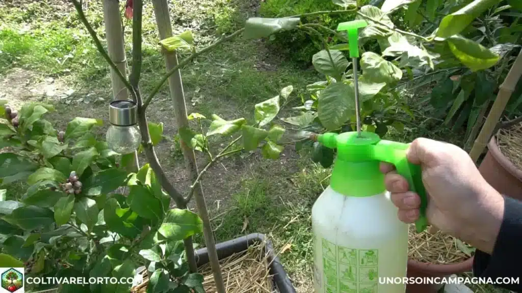 FLORTIS Energy Giallo: il concime completo per agrumi rigogliosi 4 Flortis energy giallo irrorazione sulle foglie.jpg