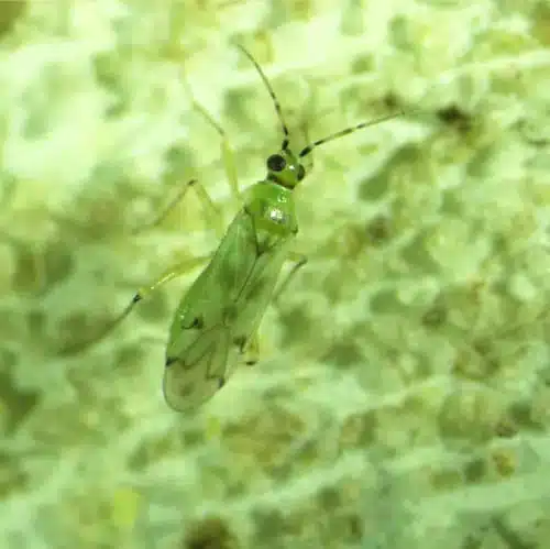 Pomodori senza Tuta absoluta? 3 pratiche efficaci! 8 Nesidiocoris tenuis.jpg