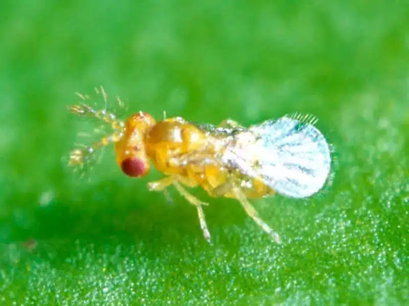 Pomodori senza Tuta absoluta? 3 pratiche efficaci! 9 Trichogramma.jpg