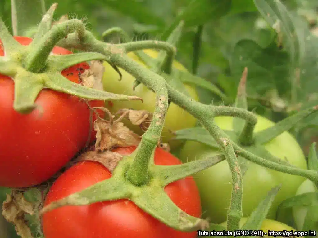 Pomodori senza Tuta absoluta? 3 pratiche efficaci! 4 Tuta absoluta tignola del pomodoro 10.jpg