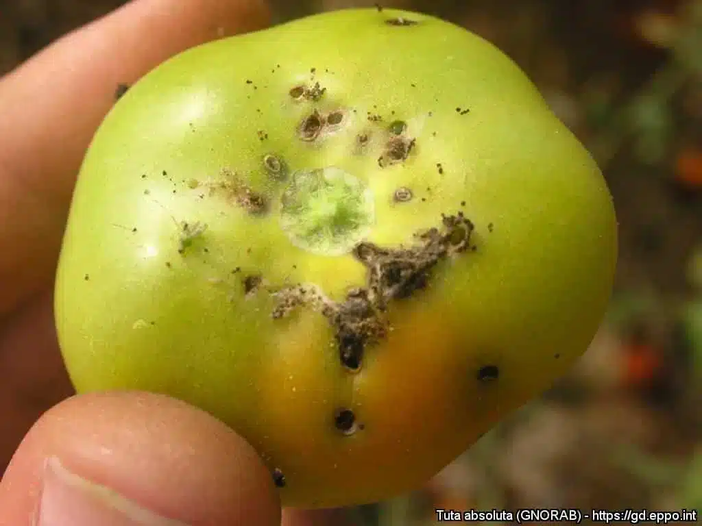 Pomodori senza Tuta absoluta? 3 pratiche efficaci! 6 Tuta absoluta tignola del pomodoro 7.jpg