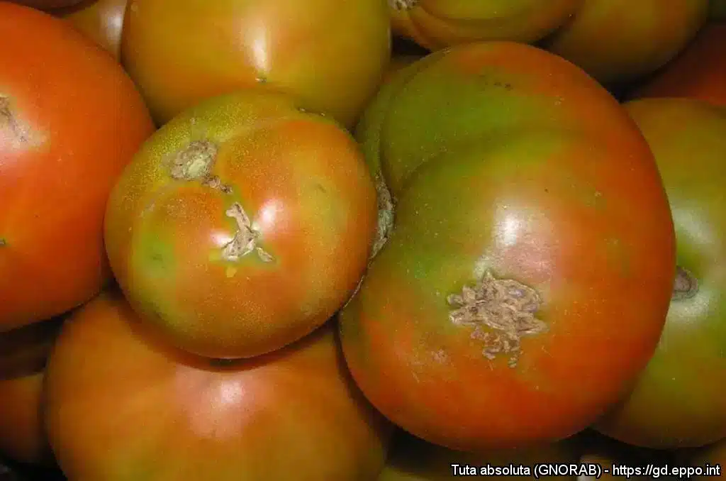 Pomodori senza Tuta absoluta? 3 pratiche efficaci! 7 Tuta absoluta tignola del pomodoro 8.jpg