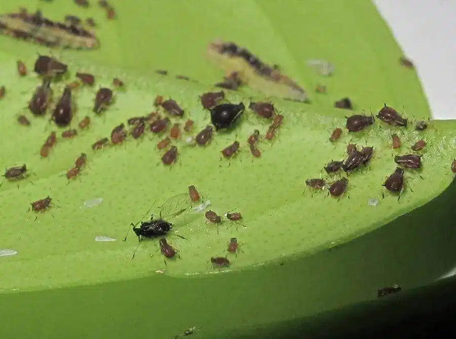 Fumaggine sugli agrumi in vaso? Eliminala subito con rimedi naturali ed economici! 3 Fumaggine sugli agrumi in vaso - afidi