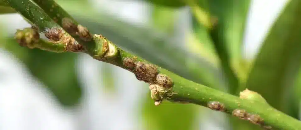 Fumaggine sugli agrumi in vaso? Eliminala subito con rimedi naturali ed economici! 4 cocciniglia.jpg