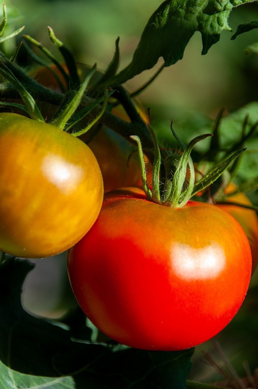 Come trapiantare i pomodori: 3 consigli pratici! 1 come trapiantare i pomodori 1