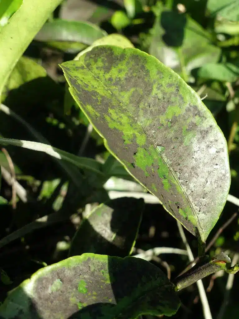 Fumaggine sugli agrumi in vaso? Eliminala subito con rimedi naturali ed economici! 1 Fumaggine sugli agrumi in vaso