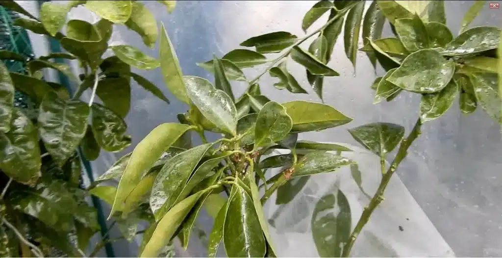 Fumaggine sugli agrumi in vaso? Eliminala subito con rimedi naturali ed economici! 11 limoni trattati dalla fumaggine risultato2.jpg