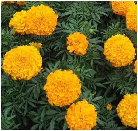 Come coltivare il tagete: un fiore facile e resistente per l'orto 9 semi di tagete alto doppio.jpg