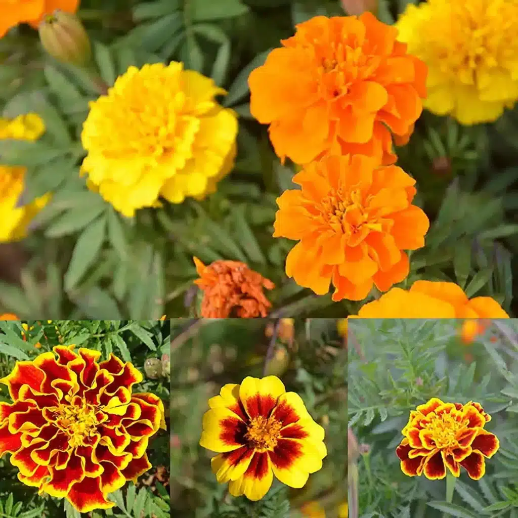 Come coltivare il tagete: un fiore facile e resistente per l'orto 4 Come coltivare il tagete