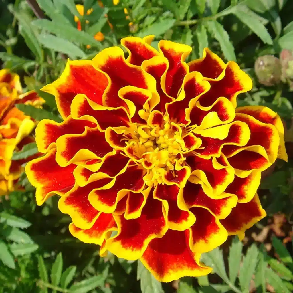 Come coltivare il tagete: un fiore facile e resistente per l'orto 10 tagete