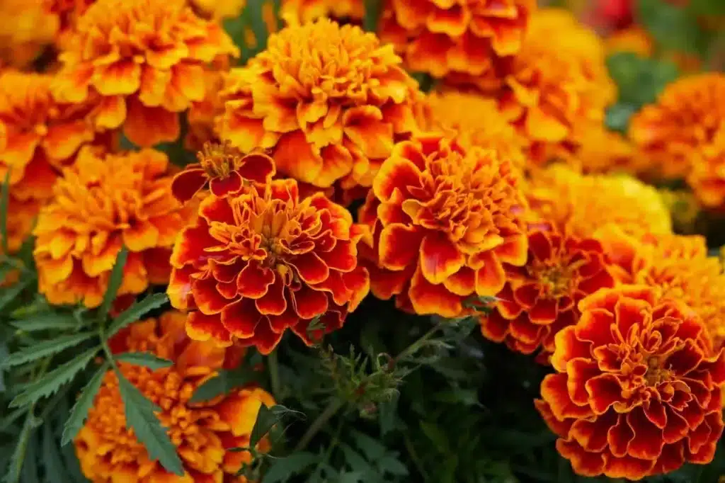 Come coltivare il tagete: un fiore facile e resistente per l'orto 1 Come coltivare il tagete