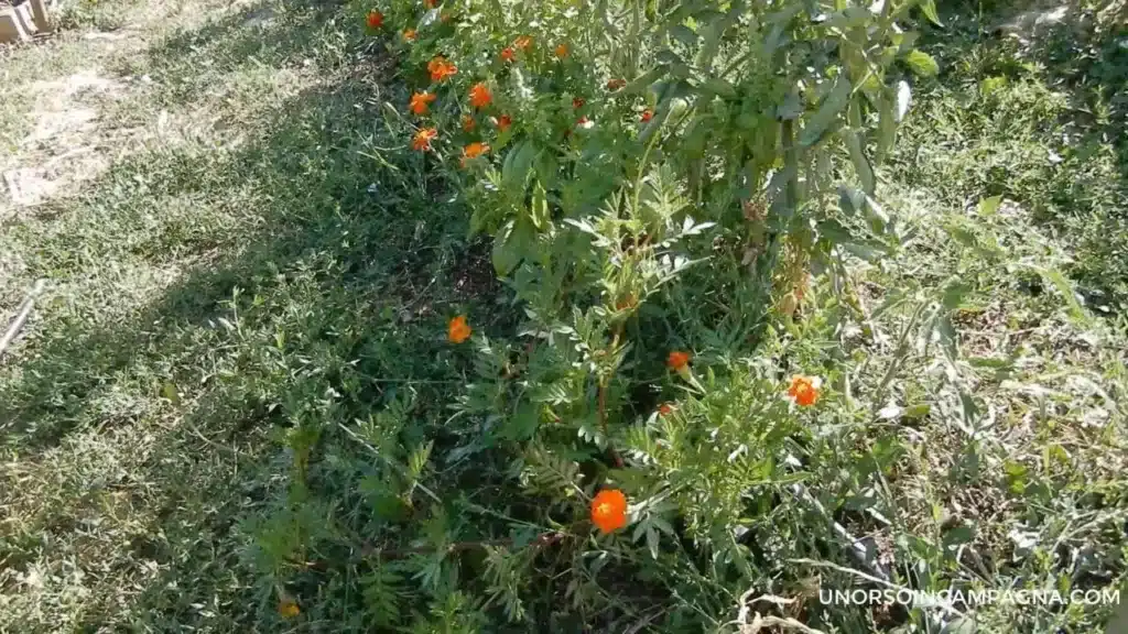 Come coltivare il tagete: un fiore facile e resistente per l'orto 3 Come coltivare il tagete-tagete nell'orto