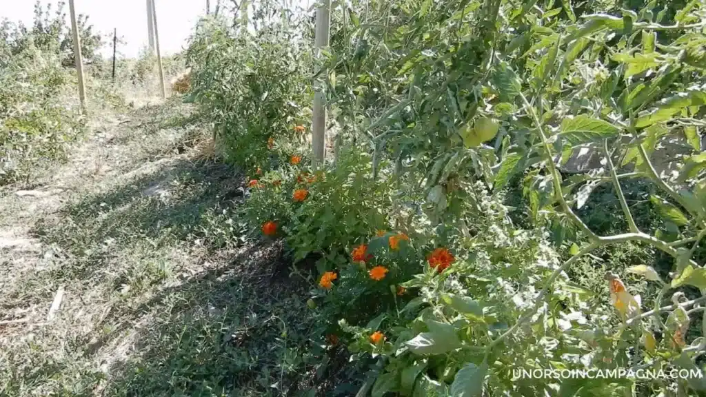 Come coltivare il tagete: un fiore facile e resistente per l'orto 6 Come coltivare il tagete-tagete nell'orto