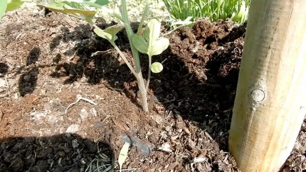 Come trapiantare i pomodori: 3 consigli pratici! 4 trapianto del pomodoro 3.jpg