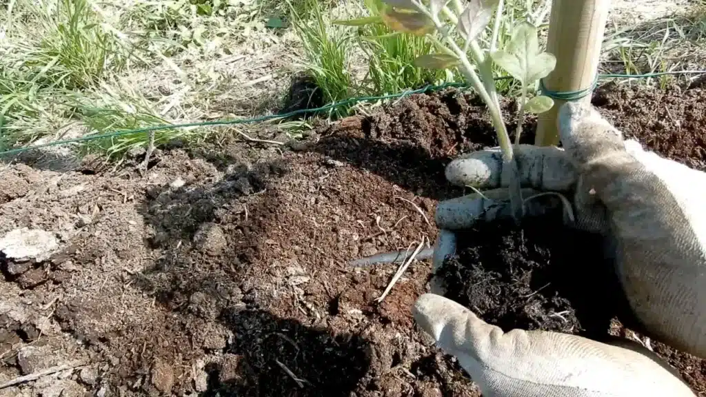 Come trapiantare i pomodori: 3 consigli pratici! 2 trapianto del pomodoro 5.jpg