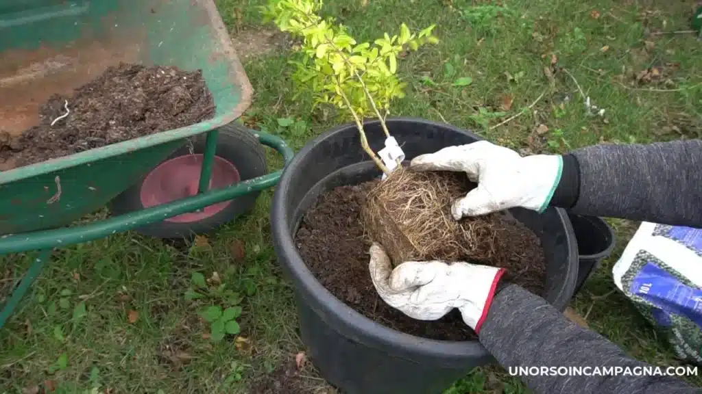 Quando trapiantare il melograno in vaso 8 Quando trapiantare il melograno in vaso