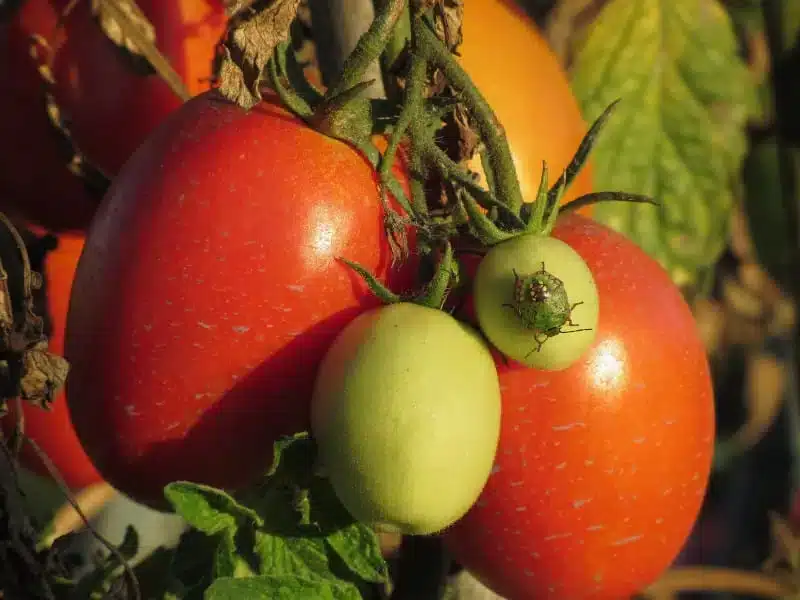 Coltivare i pomodori in vaso: consigli pratici 4 cimici sui pomodori 3.jpg