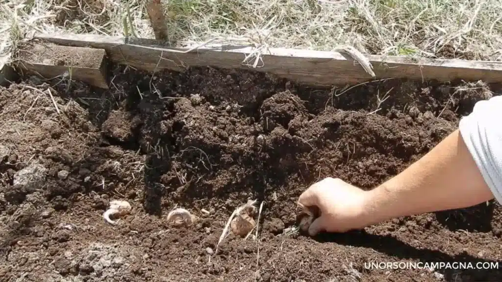Coltivare lo Zafferano. La guida completa per principianti! 13 coltivare lo zafferano metodo quando trapiantare.jpg