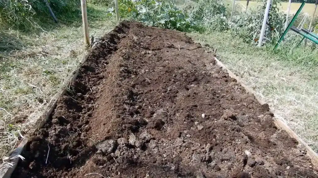 Coltivare lo Zafferano. La guida completa per principianti! 11 coltivare lo zafferano metodo terreno no dig.jpg