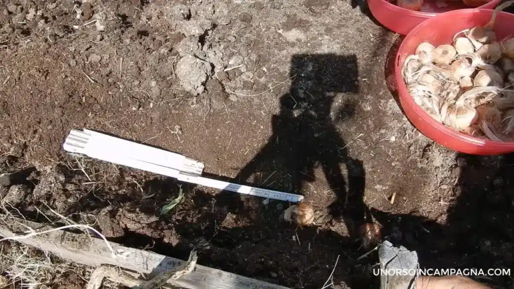 Coltivare lo Zafferano. La guida completa per principianti! 14 coltivare lo zafferano sesto di impianto.jpg