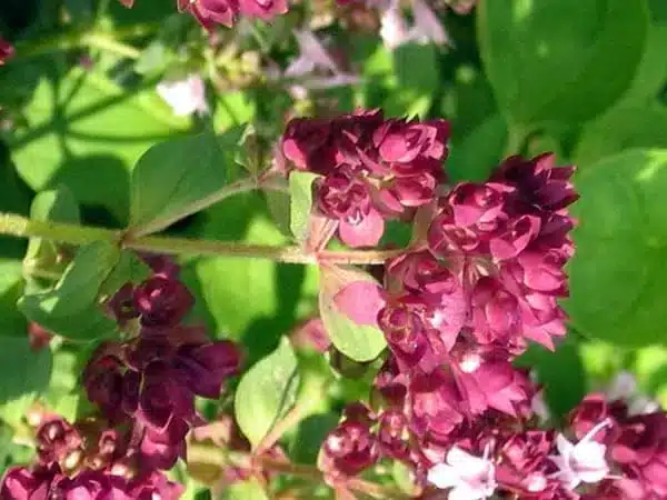 Coltivare l'origano: 3 consigli pratici 10 fiori di origano