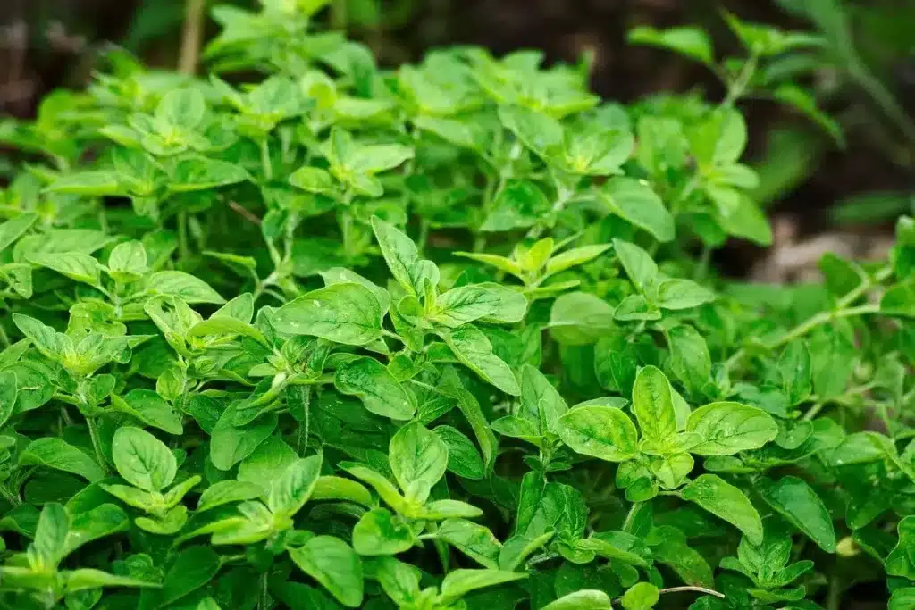 Coltivare l'origano: 3 consigli pratici 1 Coltivare l'origano